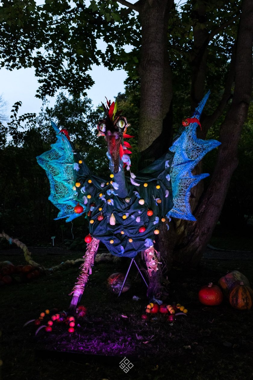 Dyniowe, wieczorne iluminacje w Ogrodzie Botanicznym