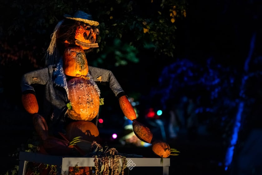 Dyniowe, wieczorne iluminacje w Ogrodzie Botanicznym