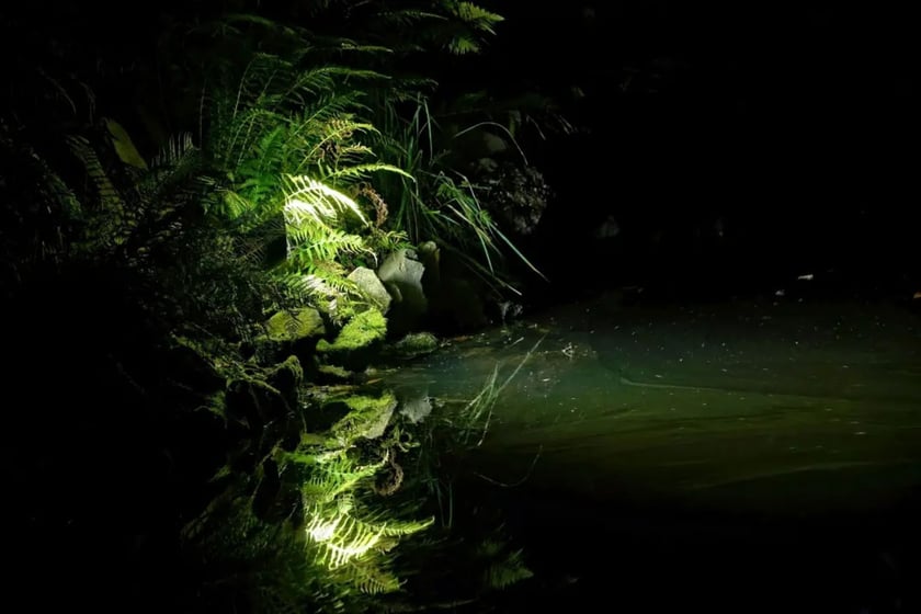 Dyniowe, wieczorne iluminacje w Ogrodzie Botanicznym