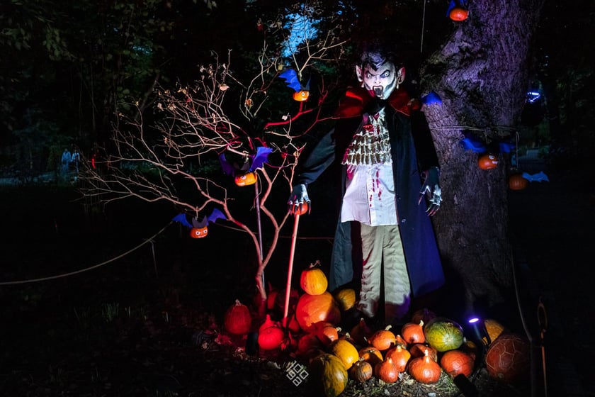 Dyniowe, wieczorne iluminacje w Ogrodzie Botanicznym