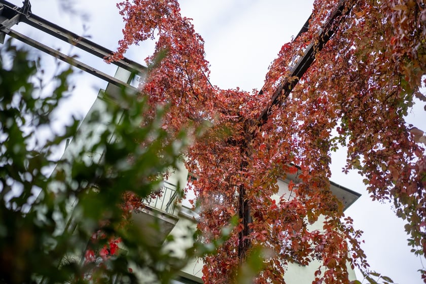 Podpisanie umowy o budowie Palmiarni w Ogrodzie Botanicznym we Wrocławiu