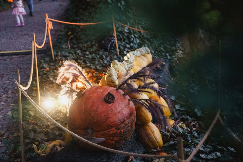 Dyniowe iluminacje w Ogrodzie Botanicznym we Wrocławiu