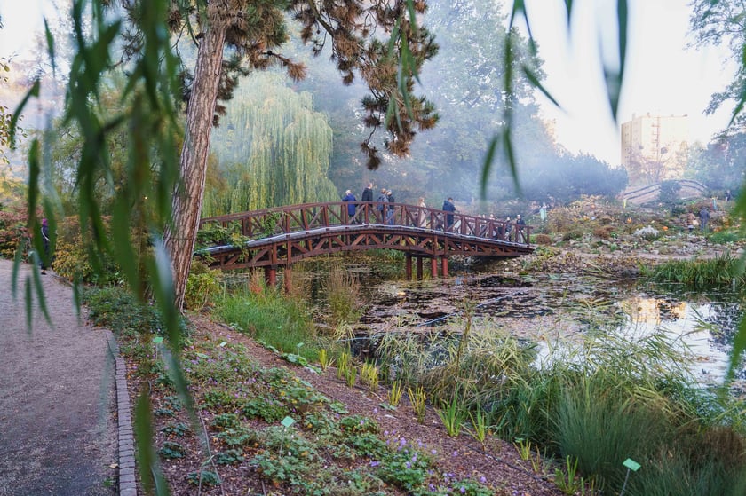 Dyniowe iluminacje w Ogrodzie Botanicznym we Wrocławiu