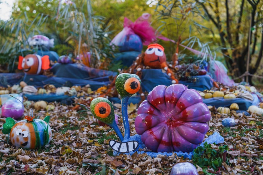 Dyniowe iluminacje w Ogrodzie Botanicznym we Wrocławiu
