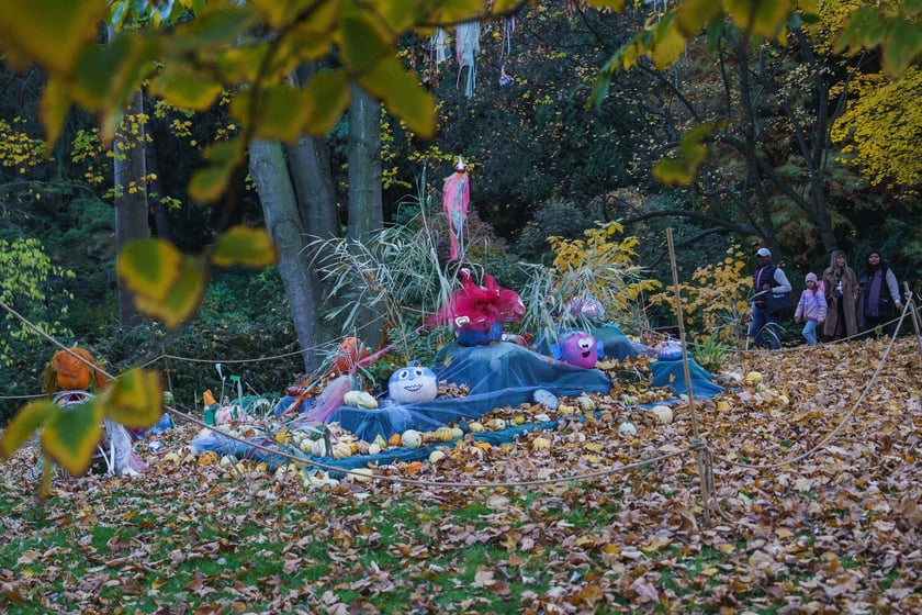 Dyniowe iluminacje w Ogrodzie Botanicznym we Wrocławiu