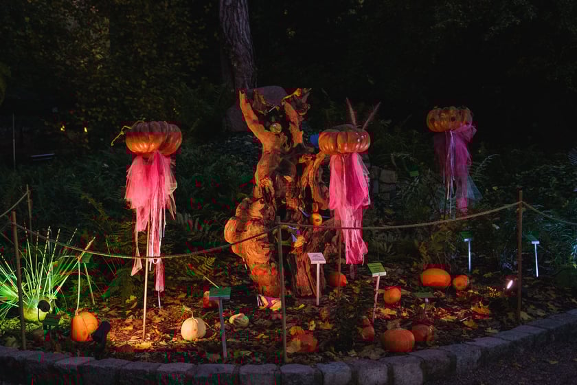 Dyniowe iluminacje w Ogrodzie Botanicznym we Wrocławiu