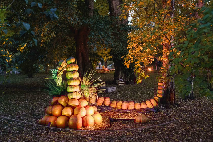 Dyniowe iluminacje w Ogrodzie Botanicznym we Wrocławiu