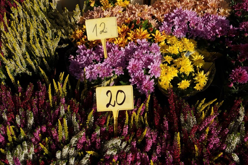 Wszystkich Świętych 2024, cmentarz na Osobowicach, ceny zniczy i stroików