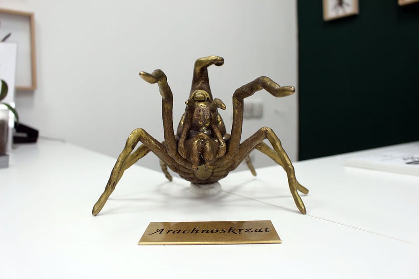 Krasnal Arachnoskrzat  w sklepie Arachnohobbia  ul. Słowiańska 25a