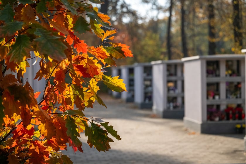 Przygotowania do Wszystkich Świętych na cmentarzu Osobowickim - 27.10.2024