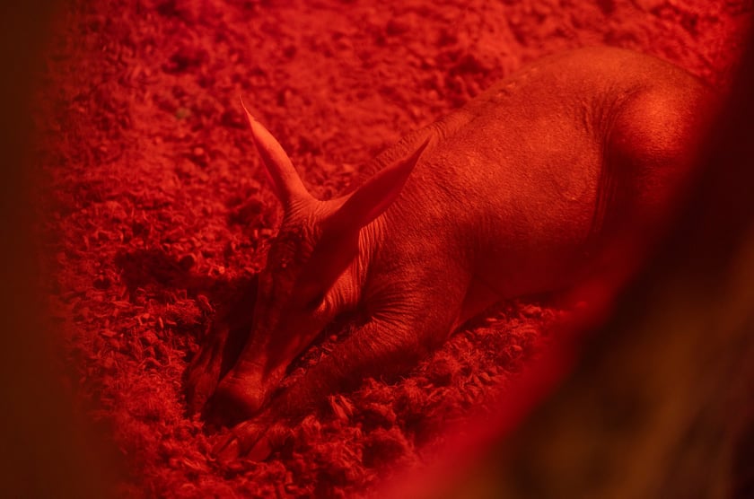 1. Nocowanie w Afrukarium, wrzesień 2024