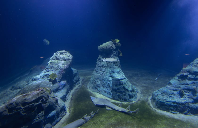 1. Nocowanie w Afrukarium, wrzesień 2024