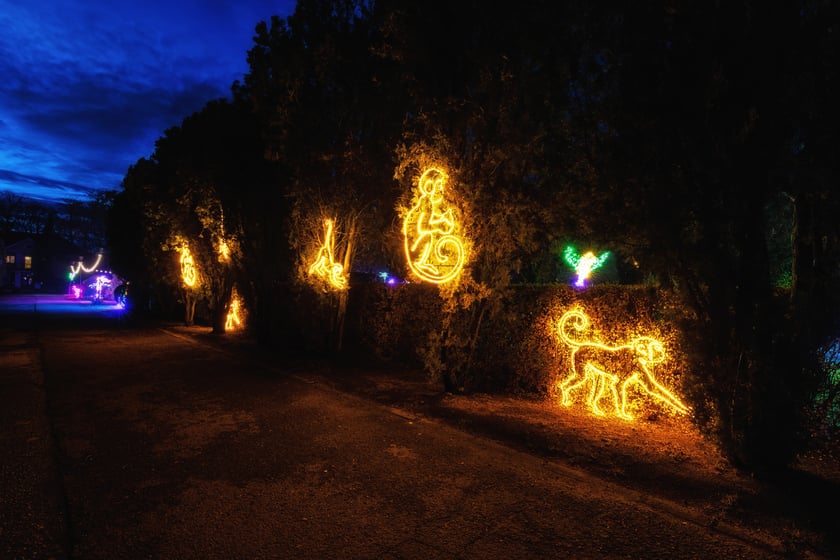 Iluminacje ze zwierzętami. Ogrody Światła w Palmiarni w Wałbrzychu