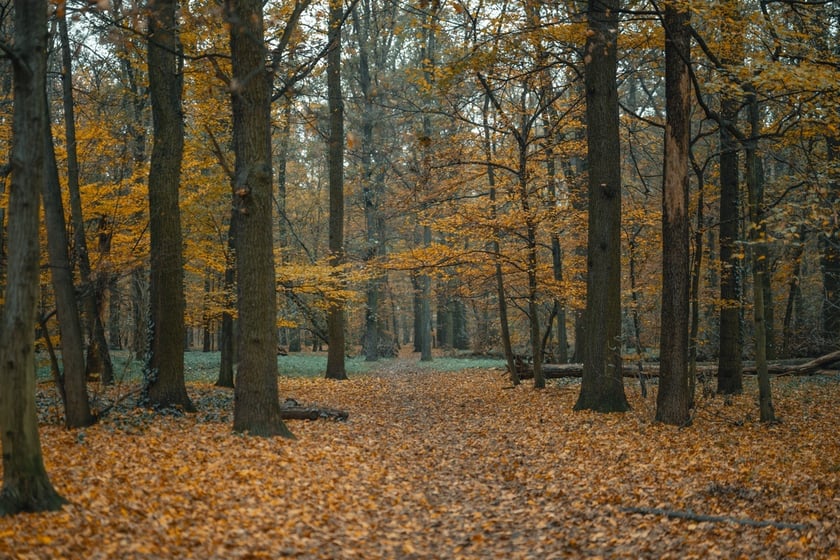 Park Zachodni we Wrocławiu