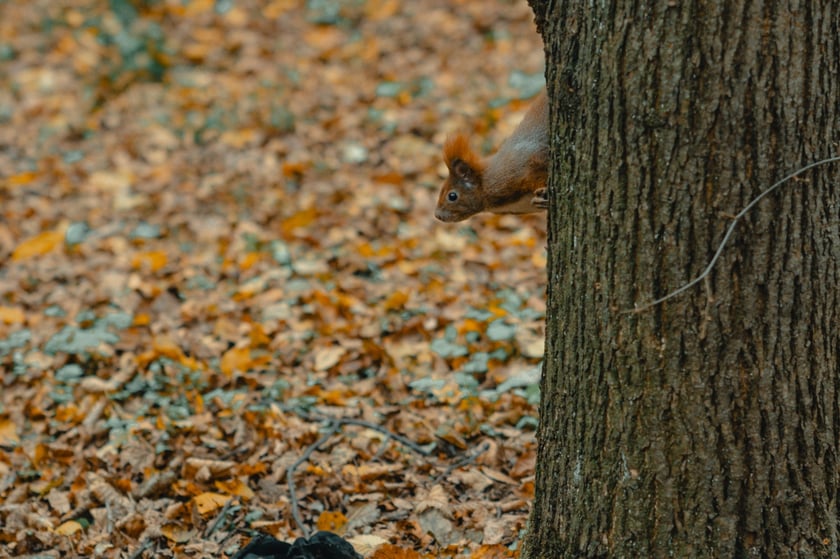 Park Zachodni we Wrocławiu