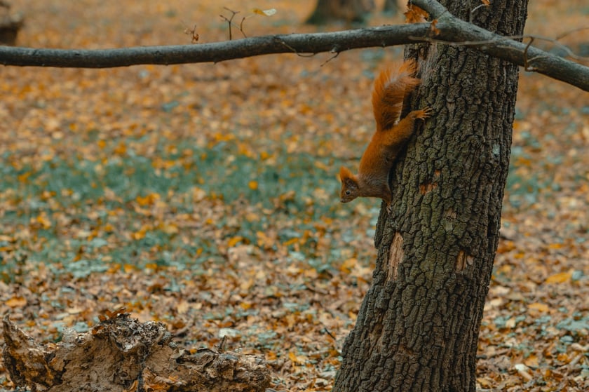 Park Zachodni we Wrocławiu
