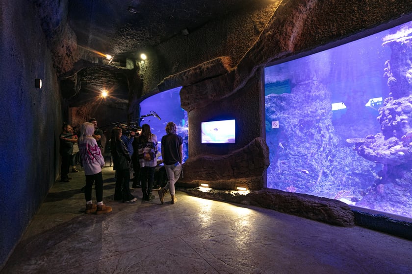 W Tunelu Mozambickim wrocławskiego Afrykarium można spędzić noc. Najpierw oprowadzają nas edukatorzy, potem śpimy "na dnie oceanu". Rano budzi nas hipopotam.