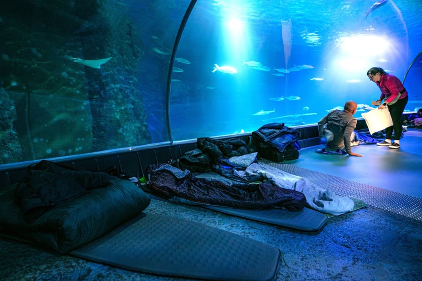 W Tunelu Mozambickim wrocławskiego Afrykarium można spędzić noc. Najpierw oprowadzają nas edukatorzy, potem śpimy "na dnie oceanu". Rano budzi nas hipopotam.
