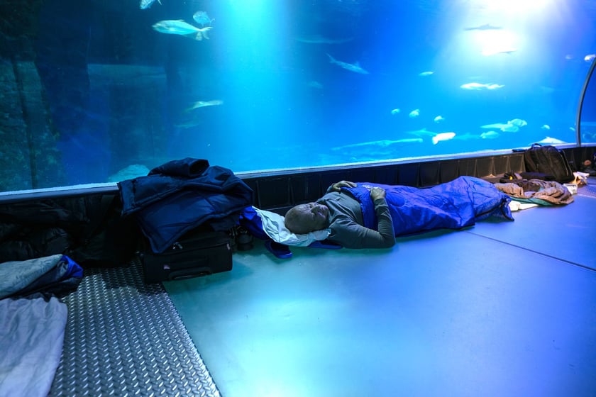 W Tunelu Mozambickim wrocławskiego Afrykarium można spędzić noc. Najpierw oprowadzają nas edukatorzy, potem śpimy "na dnie oceanu". Rano budzi nas hipopotam.