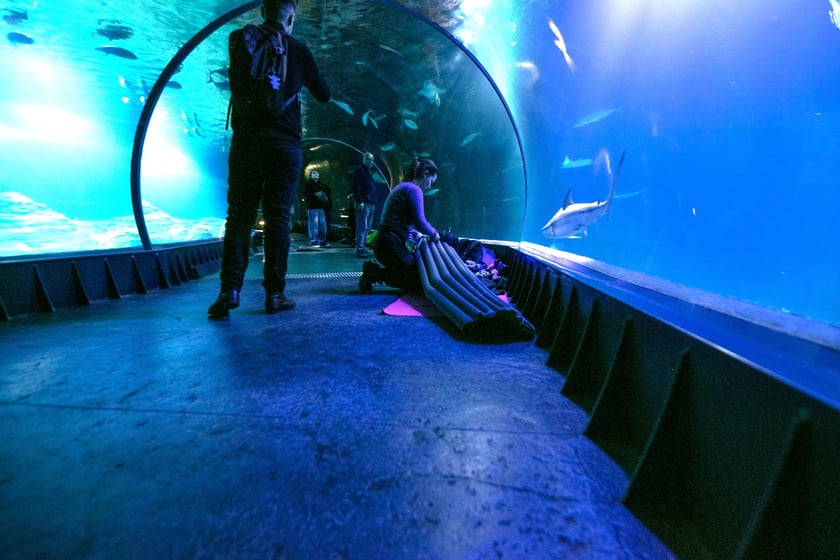 W Tunelu Mozambickim wrocławskiego Afrykarium można spędzić noc. Najpierw oprowadzają nas edukatorzy, potem śpimy "na dnie oceanu". Rano budzi nas hipopotam.