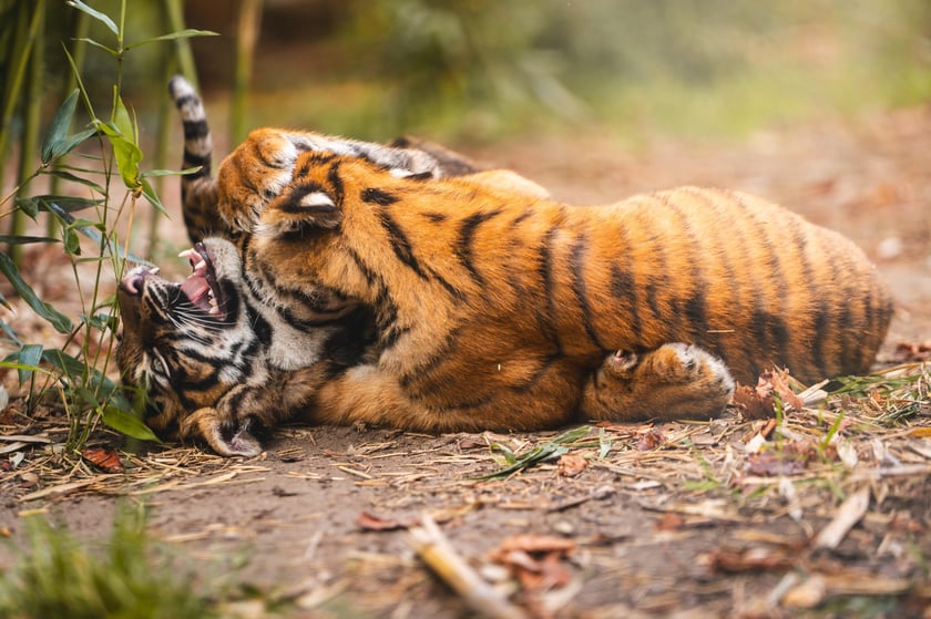 Tygryski z zoo Wrocław bawią się na wybiegu. Przyszły na świat w lipcu