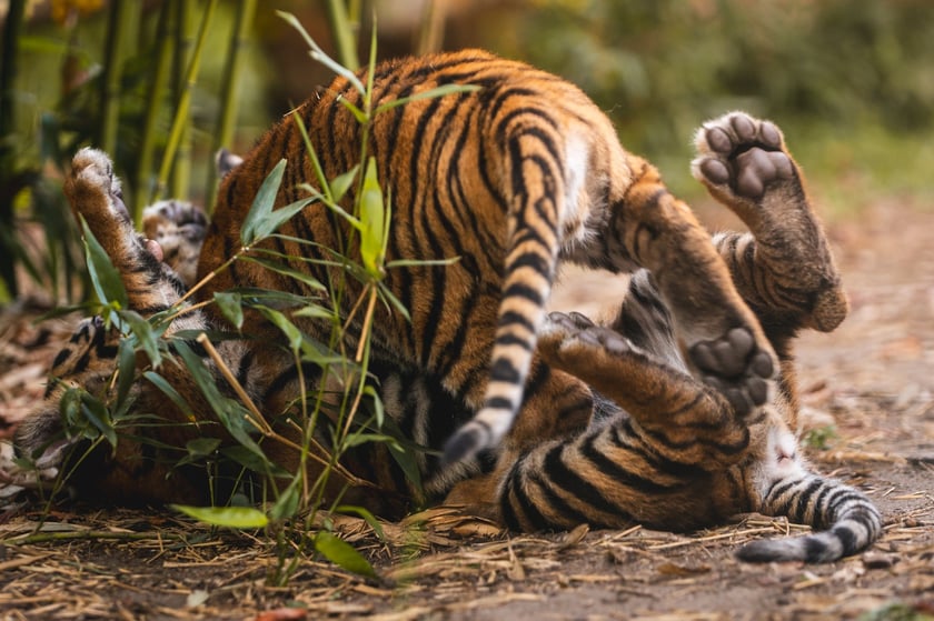 Tygryski z zoo Wrocław. Maluchy na wybiegu