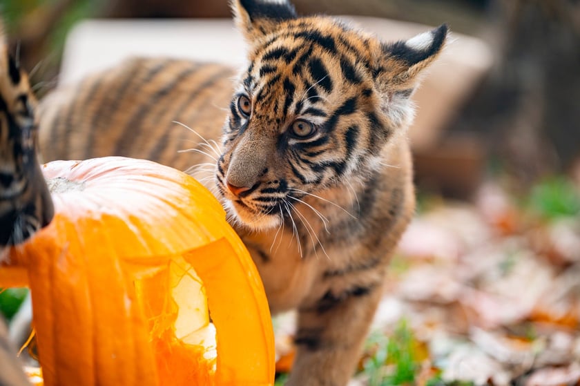 Tygryski z zoo Wrocław. Maluchy na wybiegu
