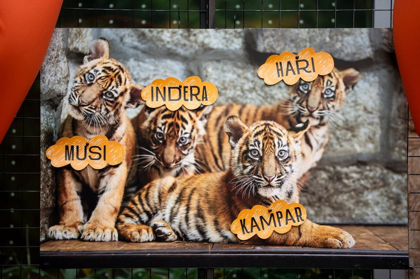 Tygryski z zoo Wrocław. Maluchy na wybiegu