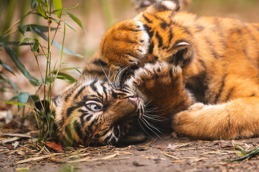 Tygryski z zoo Wrocław. Maluchy na wybiegu