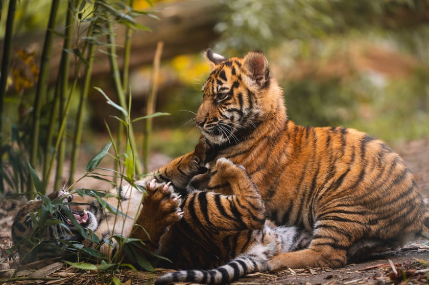 Tygryski z zoo Wrocław rosną jak na drożdżach