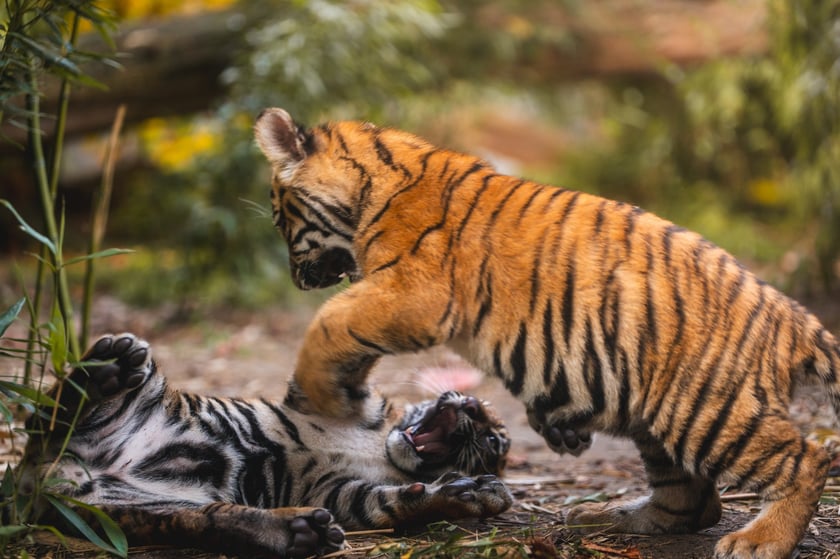 Tygryski z zoo Wrocław. Maluchy na wybiegu