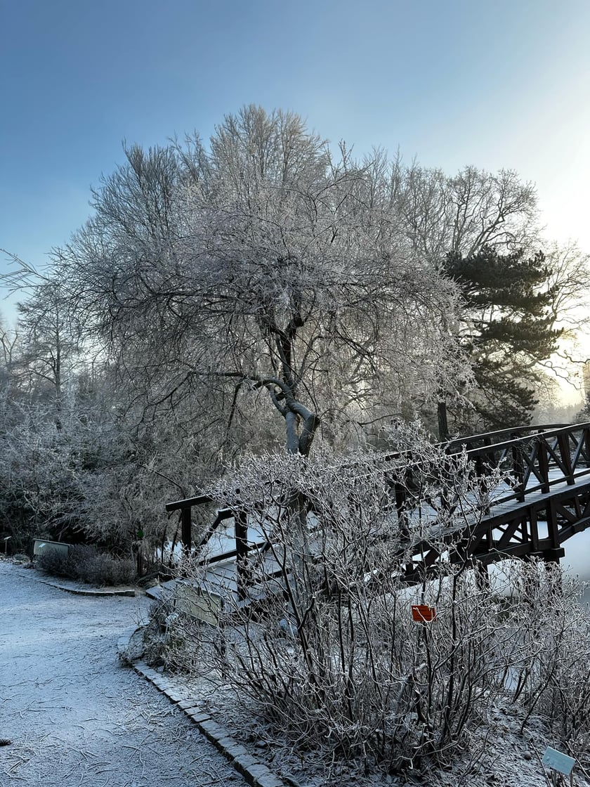 Ogr&oacute;d botaniczny otwarty jest dla zwiedzających w weekendy od 9:30 do 17:00.