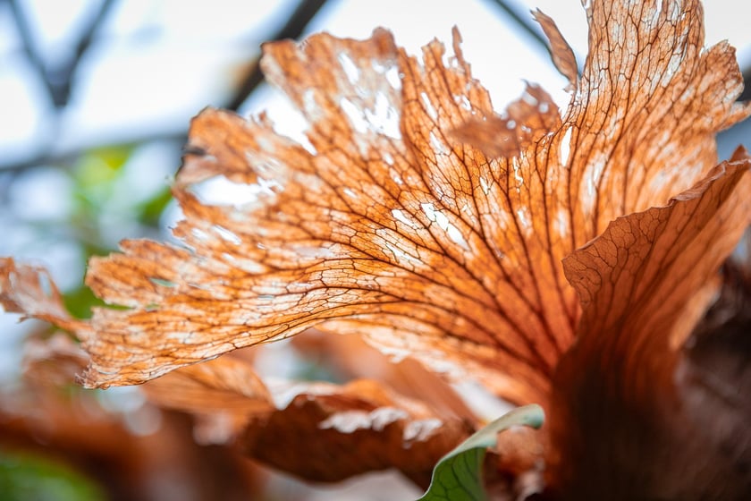 Ogród botaniczny zimą jest piękny. Na zewnątrz śnieg, a w szklarniach przenosimy się do innej strefy klimatycznej