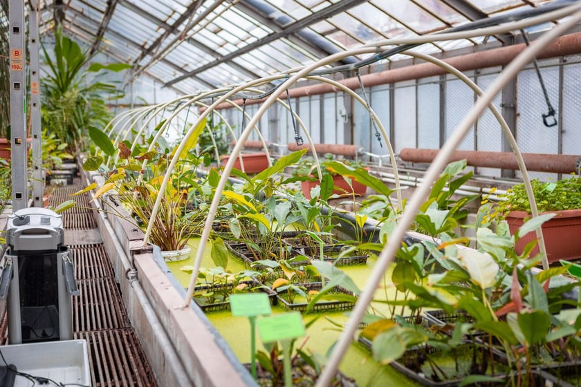 Ogród botaniczny zimą jest piękny. Na zewnątrz śnieg, a w szklarniach przenosimy się do innej strefy klimatycznej