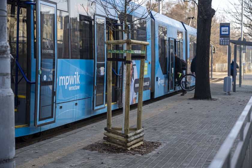Młody dąb na zasadzony na przystanku Sp&oacute;łdzielcza