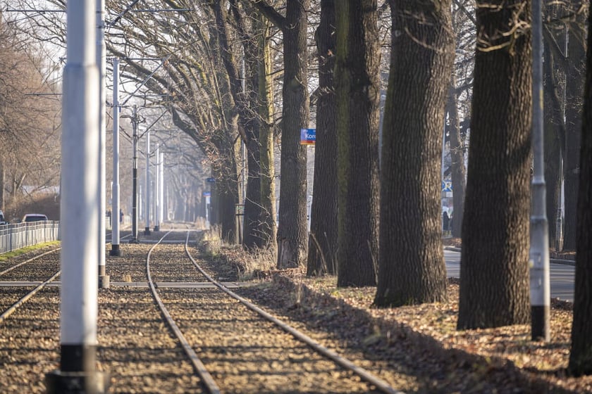 Szpaler dęb&oacute;w rosnących wzdłuż tor&oacute;w tramwajowych przy Olszewskiego