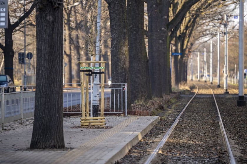 szpaler dęb&oacute;w przy przystanku Sp&oacute;łdzielcza