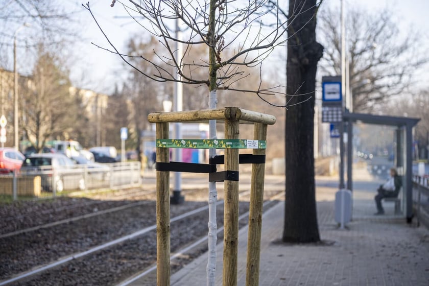 Młody dąb na przystanku Sp&oacute;łdzielcza
