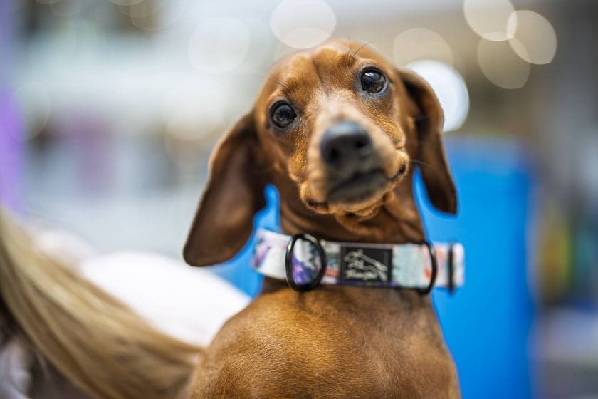 Uczestnicy Targów PupiLove w Pasażu Grunwaldzkim