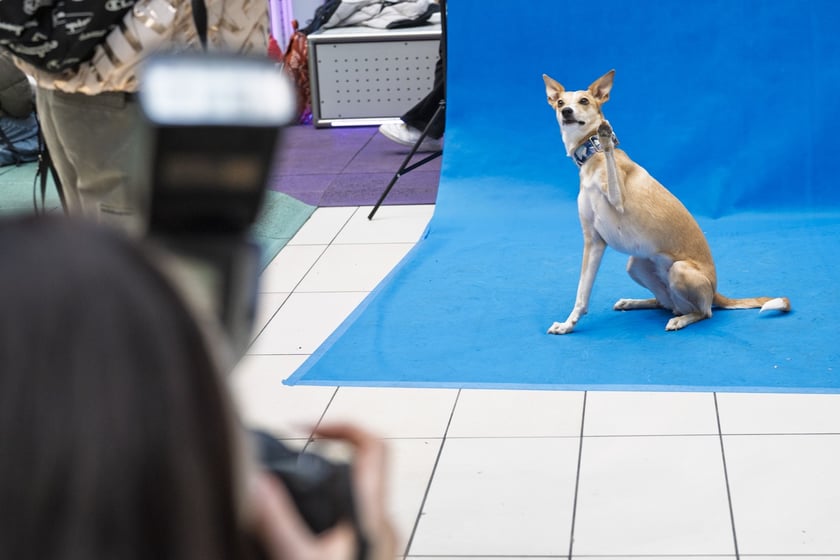 Uczestnicy Targów PupiLove w Pasażu Grunwaldzkim