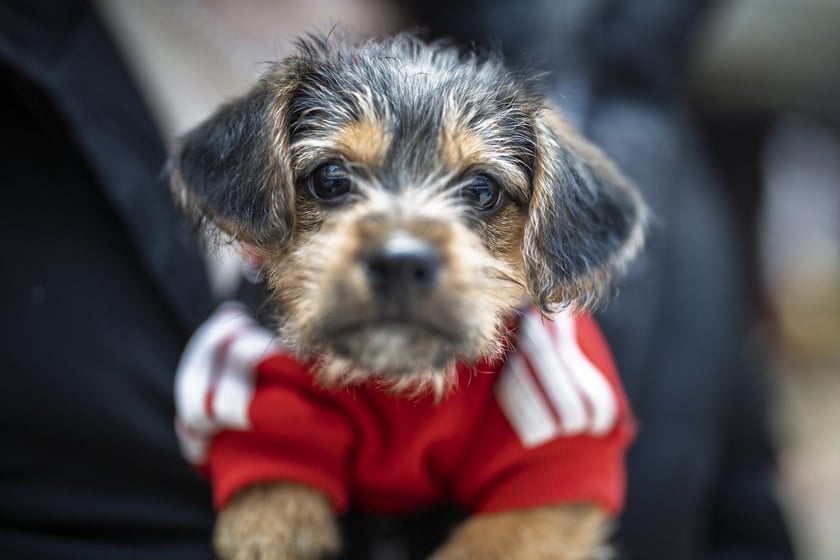 Uczestnicy Targów PupiLove w Pasażu Grunwaldzkim