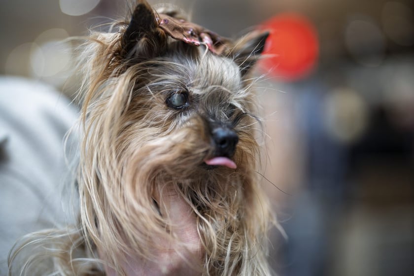 Uczestnicy Targów PupiLove w Pasażu Grunwaldzkim