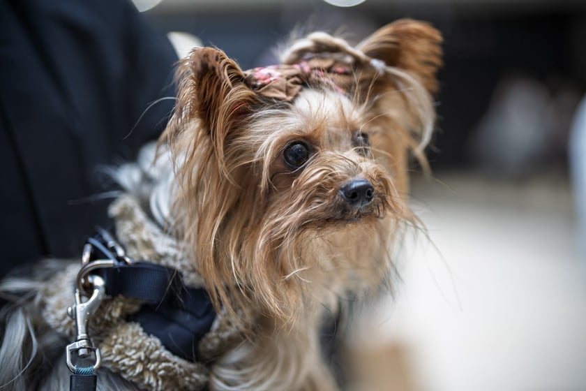 Uczestnicy Targów PupiLove w Pasażu Grunwaldzkim
