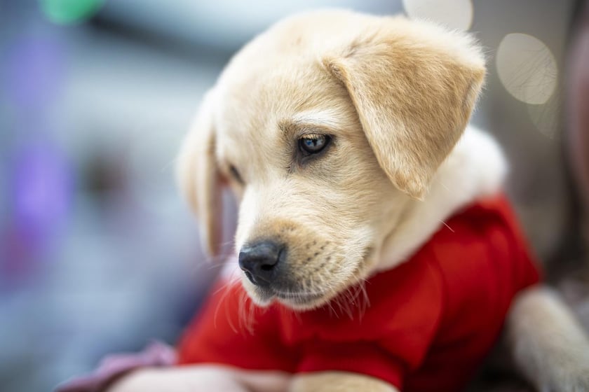 Uczestnicy Targów PupiLove w Pasażu Grunwaldzkim
