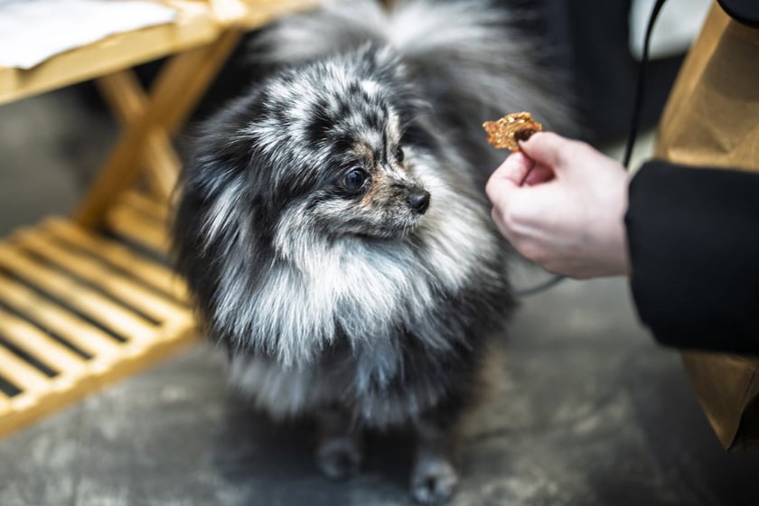 Uczestnicy Targów PupiLove w Pasażu Grunwaldzkim