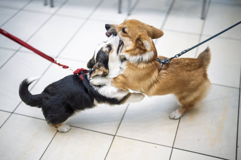 Uczestnicy Targów PupiLove w Pasażu Grunwaldzkim