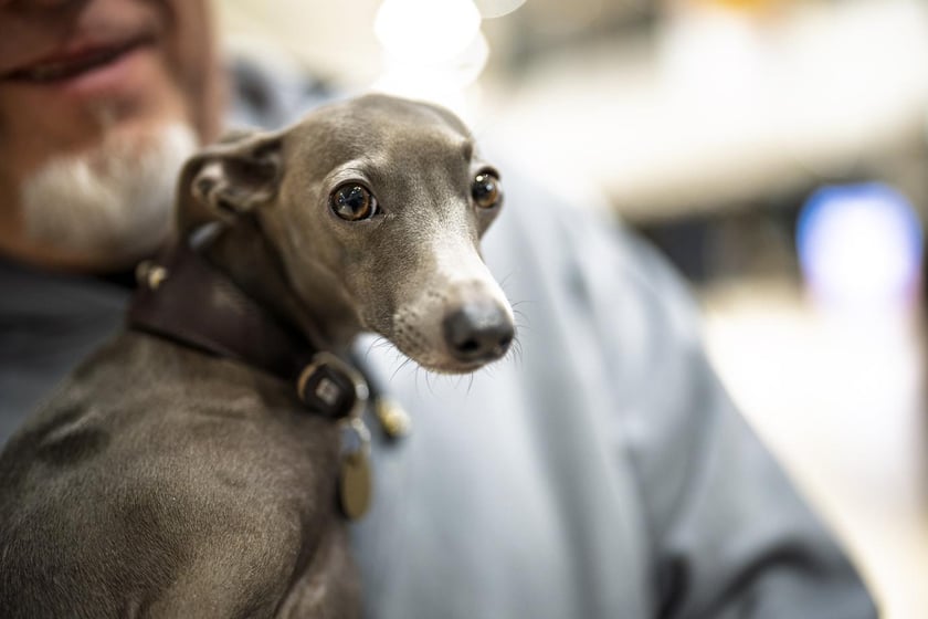 Uczestnicy Targów PupiLove w Pasażu Grunwaldzkim