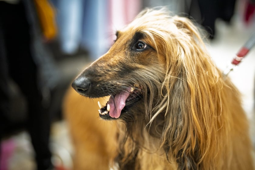 Uczestnicy Targów PupiLove w Pasażu Grunwaldzkim