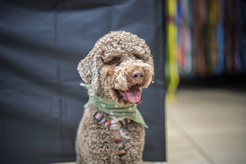 Uczestnicy Targów PupiLove w Pasażu Grunwaldzkim