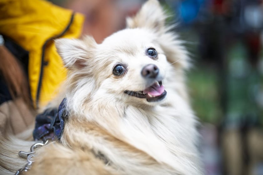 Uczestnicy Targów PupiLove w Pasażu Grunwaldzkim